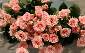 Light Roses Desktop Wallpaper