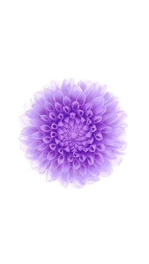 Lilac Dahlia Flower Apple Wallpaper