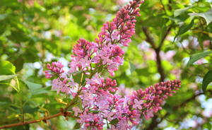 Lilac In Sharp Pink Wallpaper