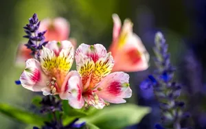Lily Of The Incas Flowers Wallpaper