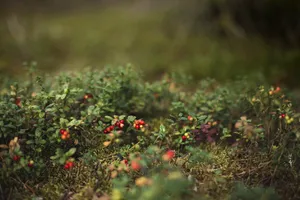 Lingonberry In Finland Wallpaper