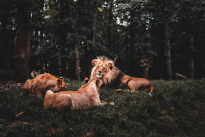 Lion And Lionesses Wild Animal Wallpaper