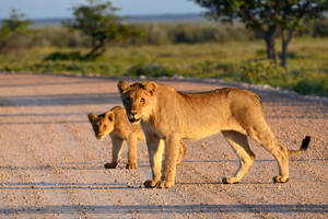 Lion Cub Behind Mom Wallpaper