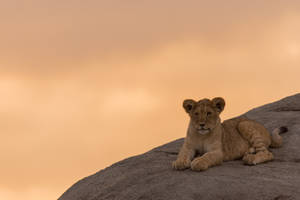 Lion Cub On Hill Wallpaper