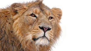 Lion Face Small Ears Wallpaper