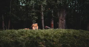 Lion Resting Awesome Animal Wallpaper