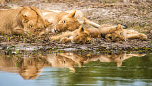 Lioness And Her Cubs Wallpaper