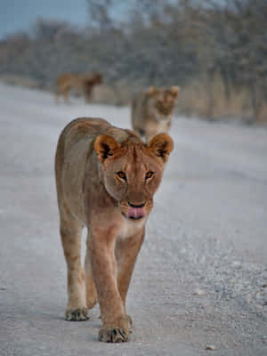 Lioness On A Concrete Road Wallpaper