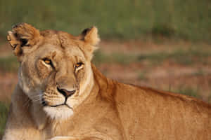 Lioness Relaxing Outdoors Wallpaper