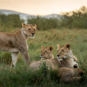 Lioness With Her Babies Wallpaper