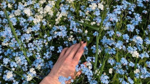 Little Blue Flowers Cottagecore Desktop Wallpaper