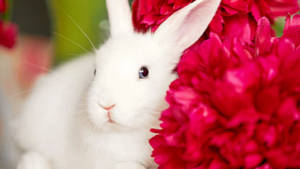 Little Cute White Rabbit Wallpaper