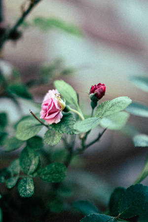 Little Pink Rose Iphone Wallpaper