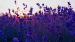 Little Purple Flowers Aesthetic Wallpaper