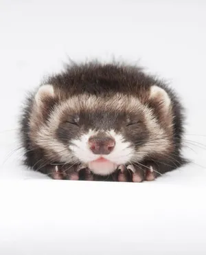 Little Sleeping Ferret Wallpaper