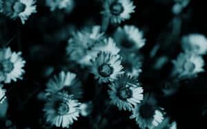Little Teal Flower Wallpaper