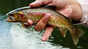 Little Trout Fish Wallpaper