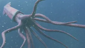 Live Giant Calamari Wallpaper