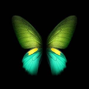 Live Stylish Butterfly Wallpaper