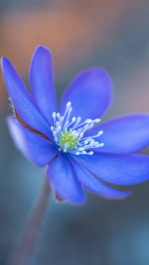 Liverworts Flower 2160x3840 Wallpaper