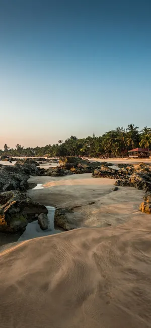 Living On The Iphone Wild Side In A Tropical Paradise Wallpaper