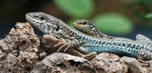 Lizards_on_ Rocky_ Terrain.jpg Wallpaper