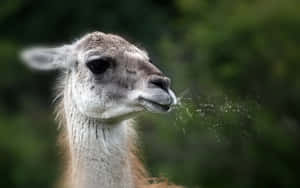 Llama Exhaling Mist Wallpaper