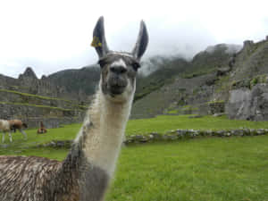 Llamaat Machu Picchu Wallpaper