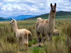 Llamas Flocked Together Wallpaper