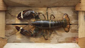 Lobster Inside Wooden Crate Wallpaper