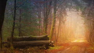 Logs In The Woods Wallpaper