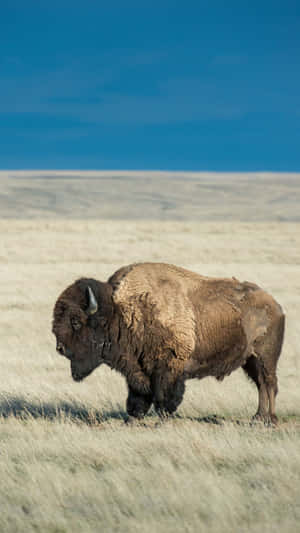 Lone_ Bison_ Grazing_on_ Plains.jpg Wallpaper