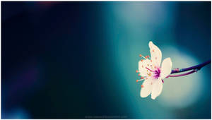 Lone Macro Flower In White Wallpaper