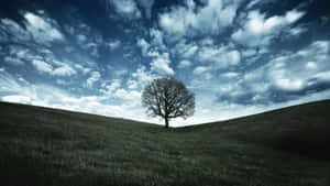 Lone Oak Tree Perspective Wallpaper