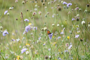 Lone Orange Butterfly On Flower Wallpaper