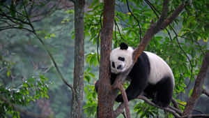 Lone Panda On The Tree Laptop Wallpaper