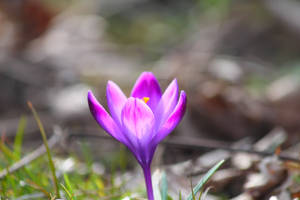 Lone Saffron Crocus Wallpaper