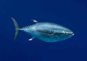 Lone Skipjack Tuna Wallpaper