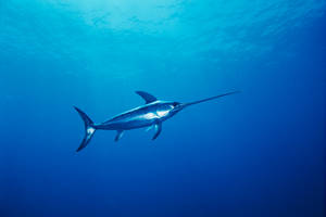 Lone Swordfish Swimming In Shallow Waters Wallpaper