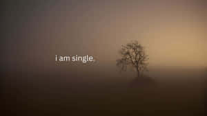 Lone Treein Fog I Am Single Wallpaper