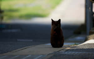 Lonely_ Black_ Cat_ Sitting_ Outdoors.jpg Wallpaper