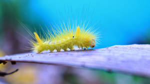 Long-haired Yellow Caterpillar On Leaf Wallpaper