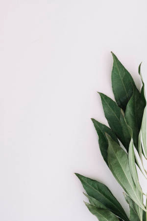 Long Leaves Green And White Aesthetic Wallpaper