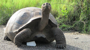 Long-neck Tortoise On The Walk Wallpaper