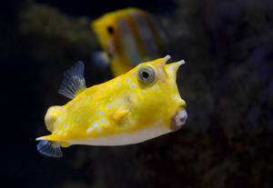 Longhorn Cowfish 4k Ultra Hd Fish Wallpaper