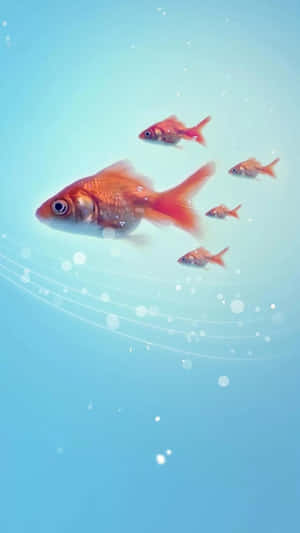 Look At The Beauty Of Colorful Fish Swimming In The Peaceful Aquarium Wallpaper