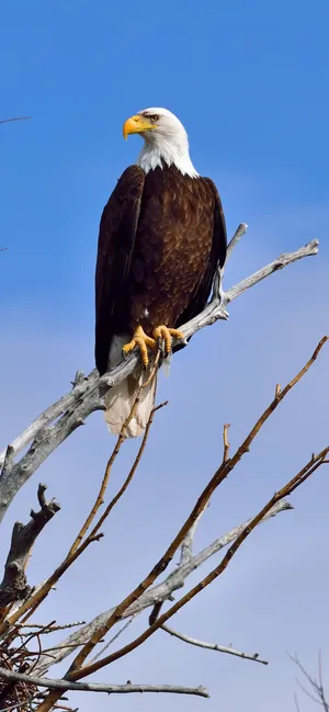 Look At The Majestic Eagle On This Iphone Wallpaper