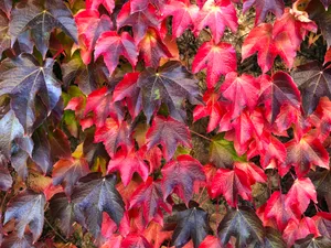 Look At These Beautiful Ombre Maple Leaves Wallpaper