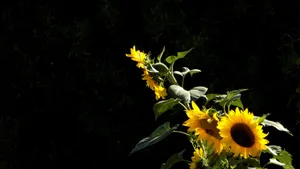 Look At This Beautiful Dark Sunflower, Standing Tall And Proud In The Sun Wallpaper