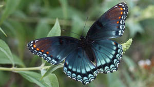 Look At This Beautiful Red Spotted Purple Butterfly. Wallpaper